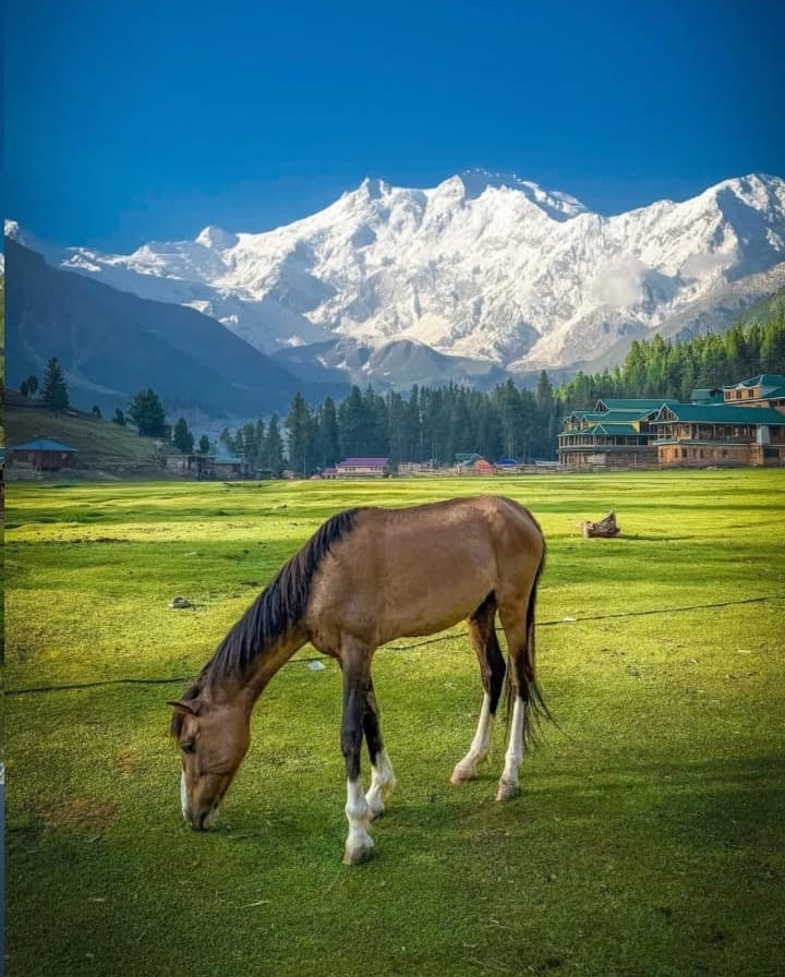 Fairy Meadows & Nanga Parbat Base Camp